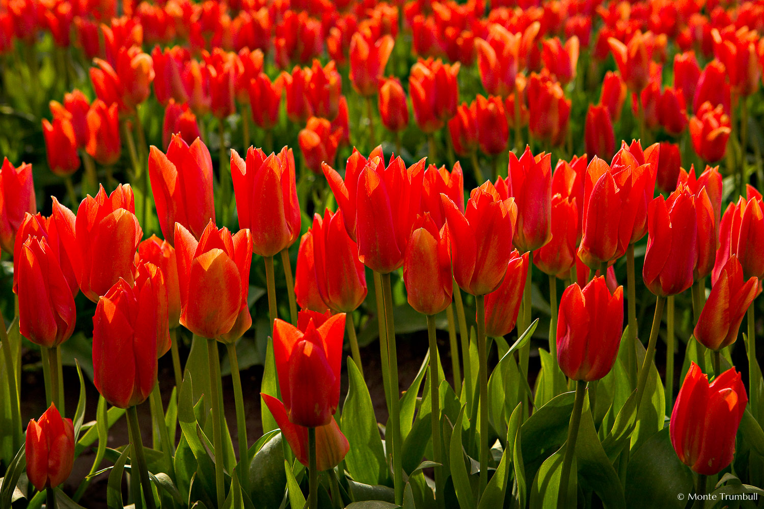 MT-20080410-170957-0004-Washington-Skagit-Valley-tulips-orange.jpg