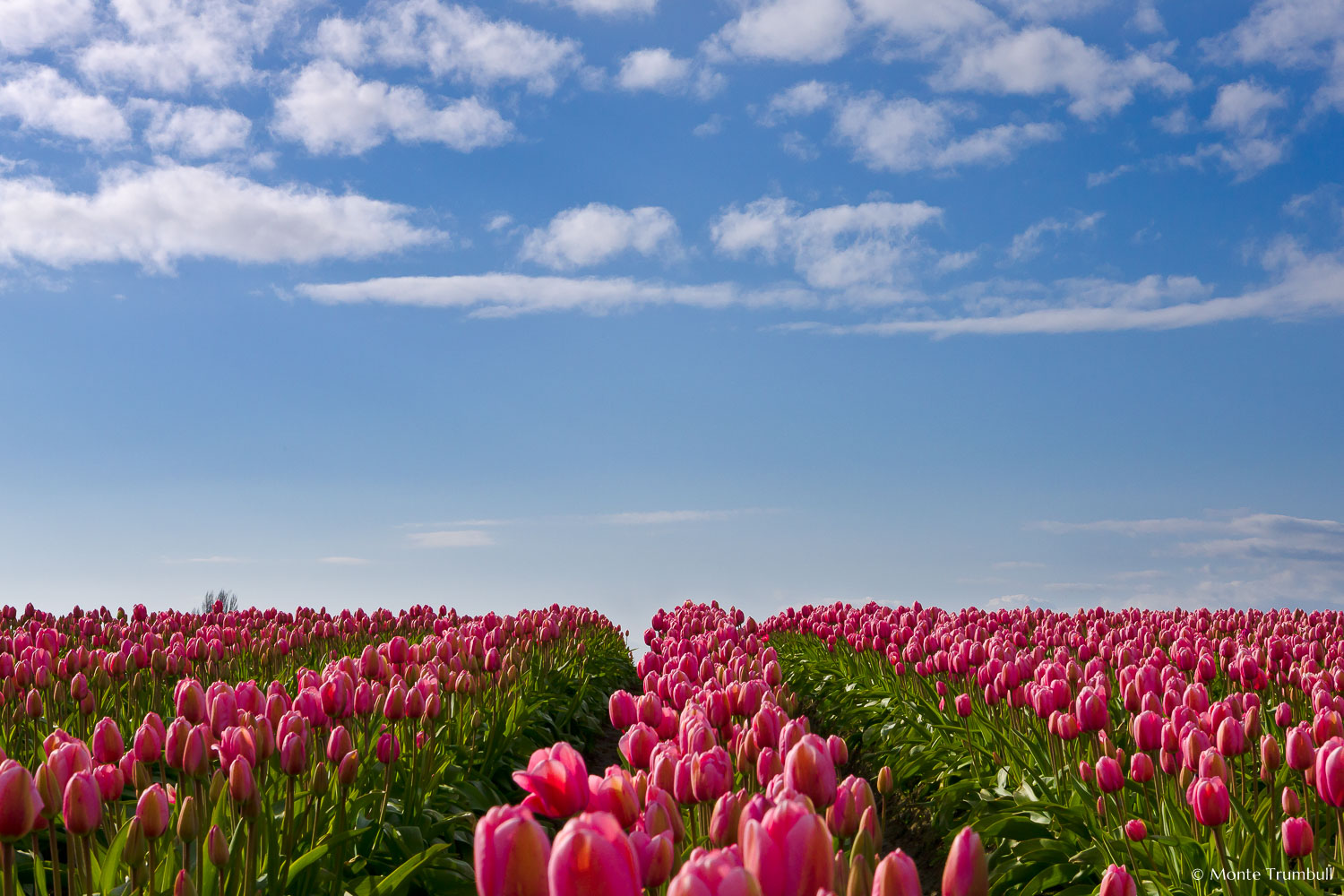 MT-20080410-171408-0005-Washington-Skagit-Valley-tulips-pink-blue-sky.jpg