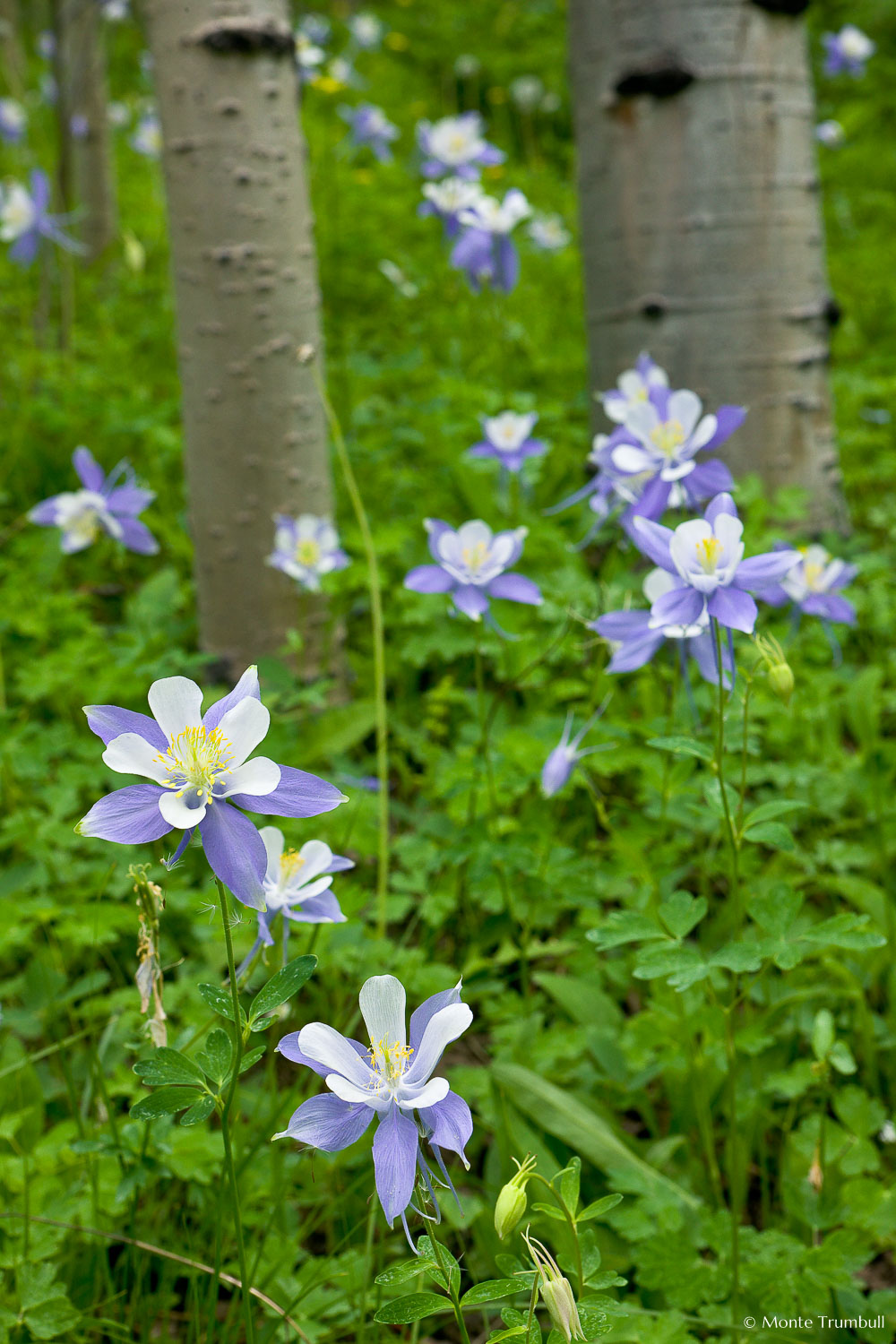 MT-20080716-132834-0071-Edit-Colorado-aspen-trunks-flowers-blue-columbines.jpg