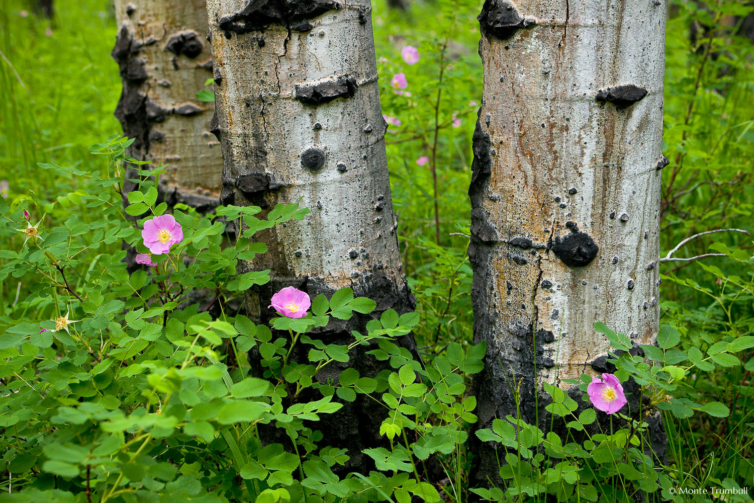 MT-20080716-144243-0136-Edit-Colorado-aspen-trunks-flowers-pink-wild-roses.jpg