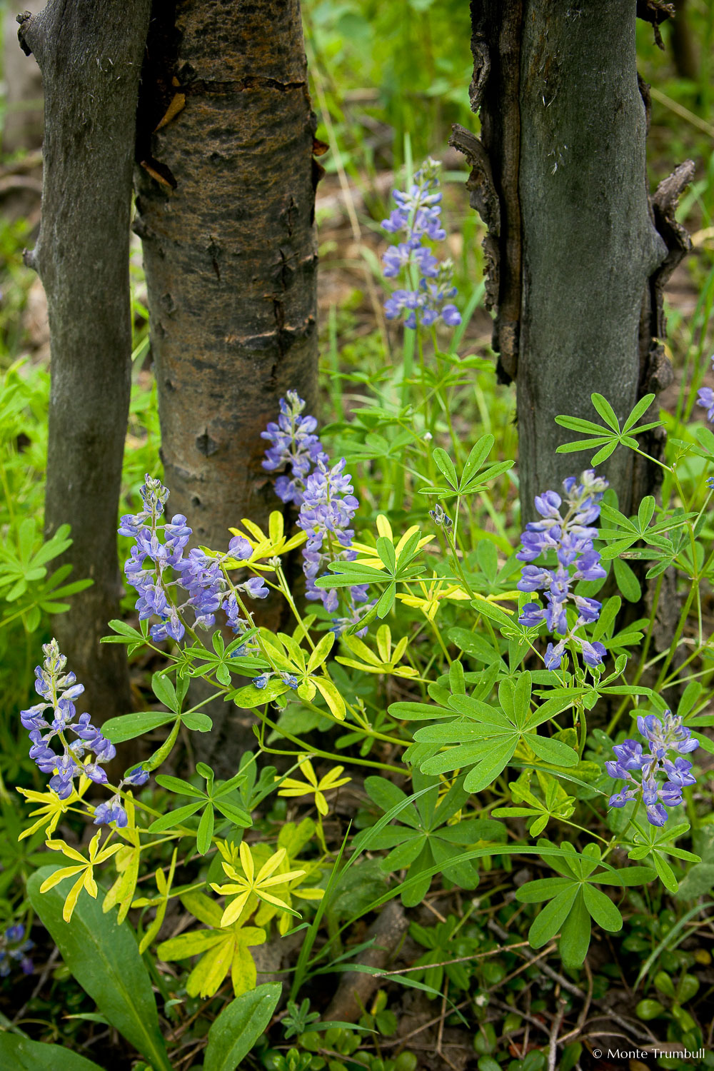 MT-20080716-163924-0177-Edit-Colorado-aspen-trunks-flowers-purple-lupines.jpg