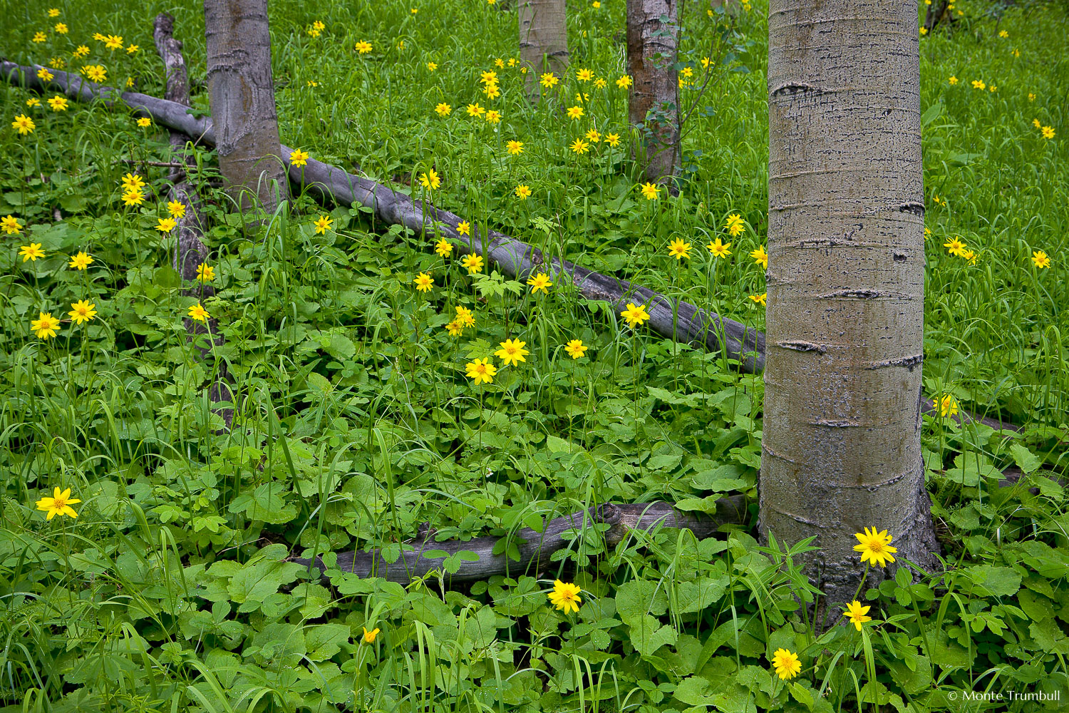 MT-20080717-142126-0134-Edit-Colorado-aspen-trunks-flowers-yellow-amica.jpg