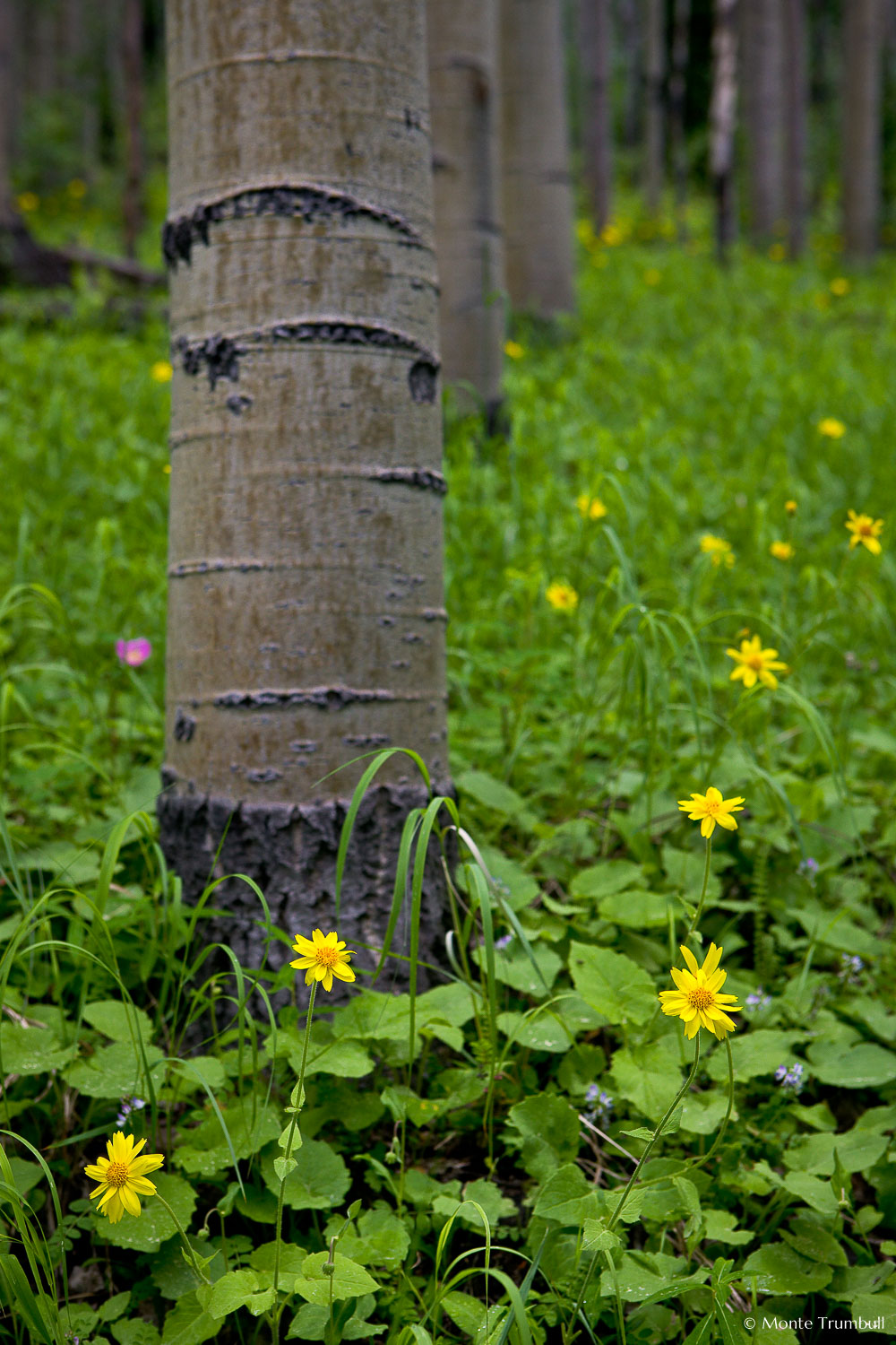 MT-20080717-142952-0138-Edit-Colorado-aspen-trunks-flowers-yellow-amica.jpg