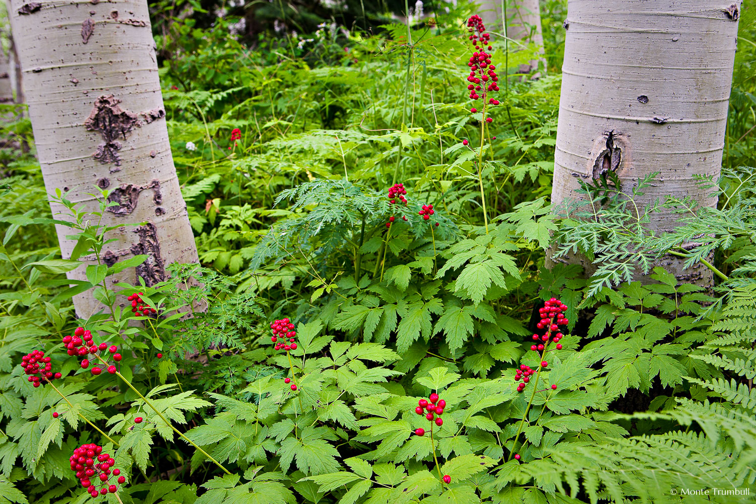 MT-20080805-130543-0062-Edit-Colorado-aspen-trunks-wild-berries.jpg