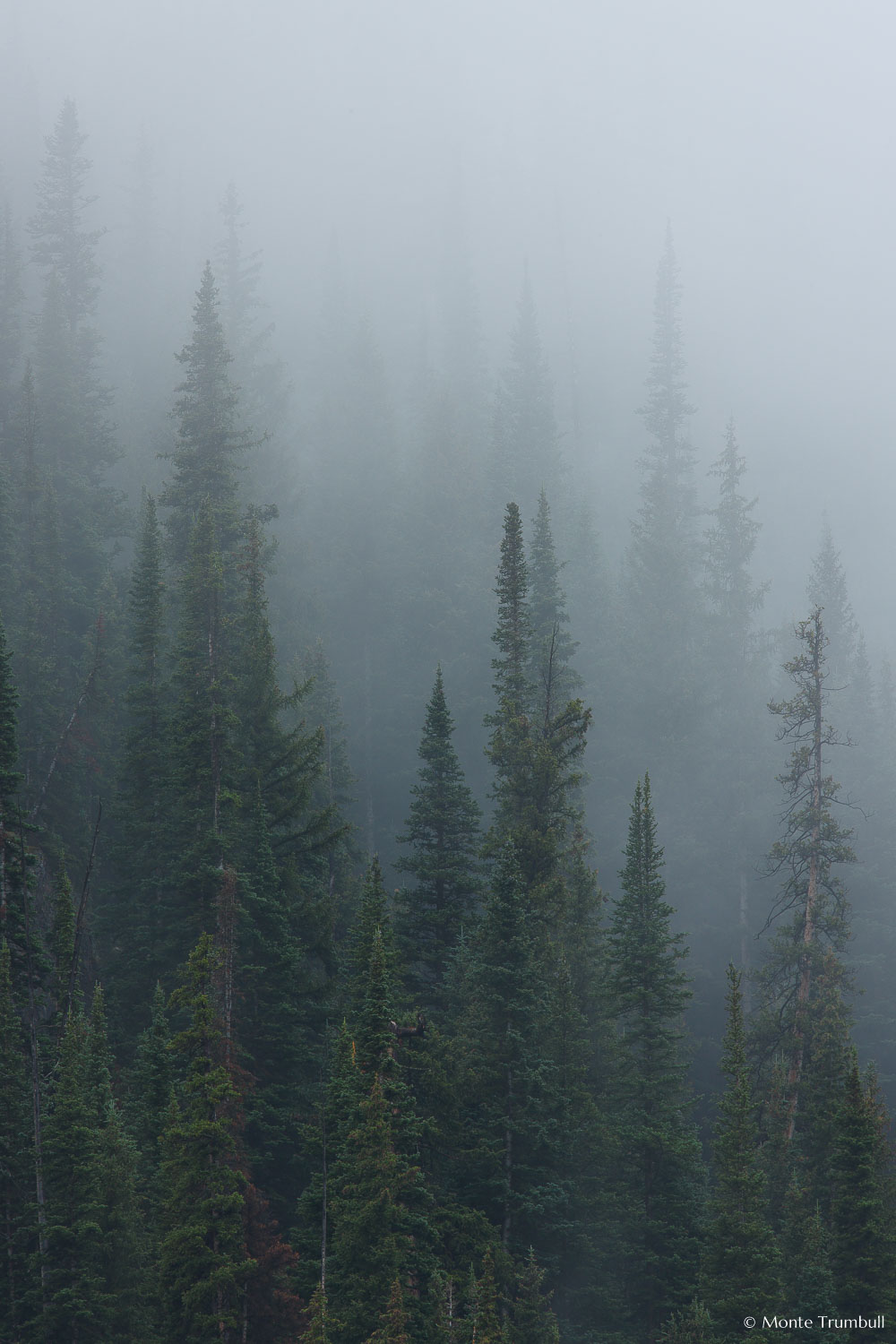 MT-20080808-121658-0032-Colorado-pine-trees-rain-mist.jpg