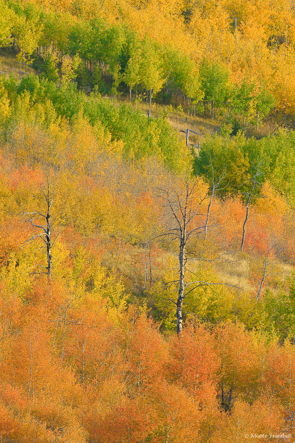 MT-20080925-183150-0091-Edit-Wyoming-Jackson-fall-color-aspen-trees.jpg