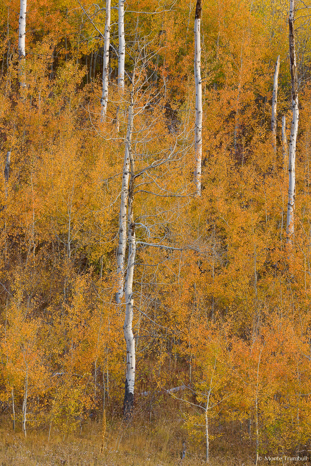 MT-20080925-183800-0099-Edit-Wyoming-Jackson-fall-color-aspen-trees.jpg