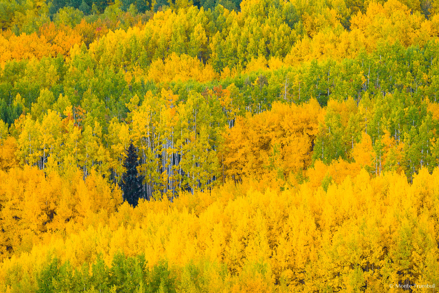 MT-20080930-072128-0027-Colorado-aspens-fall-color.jpg