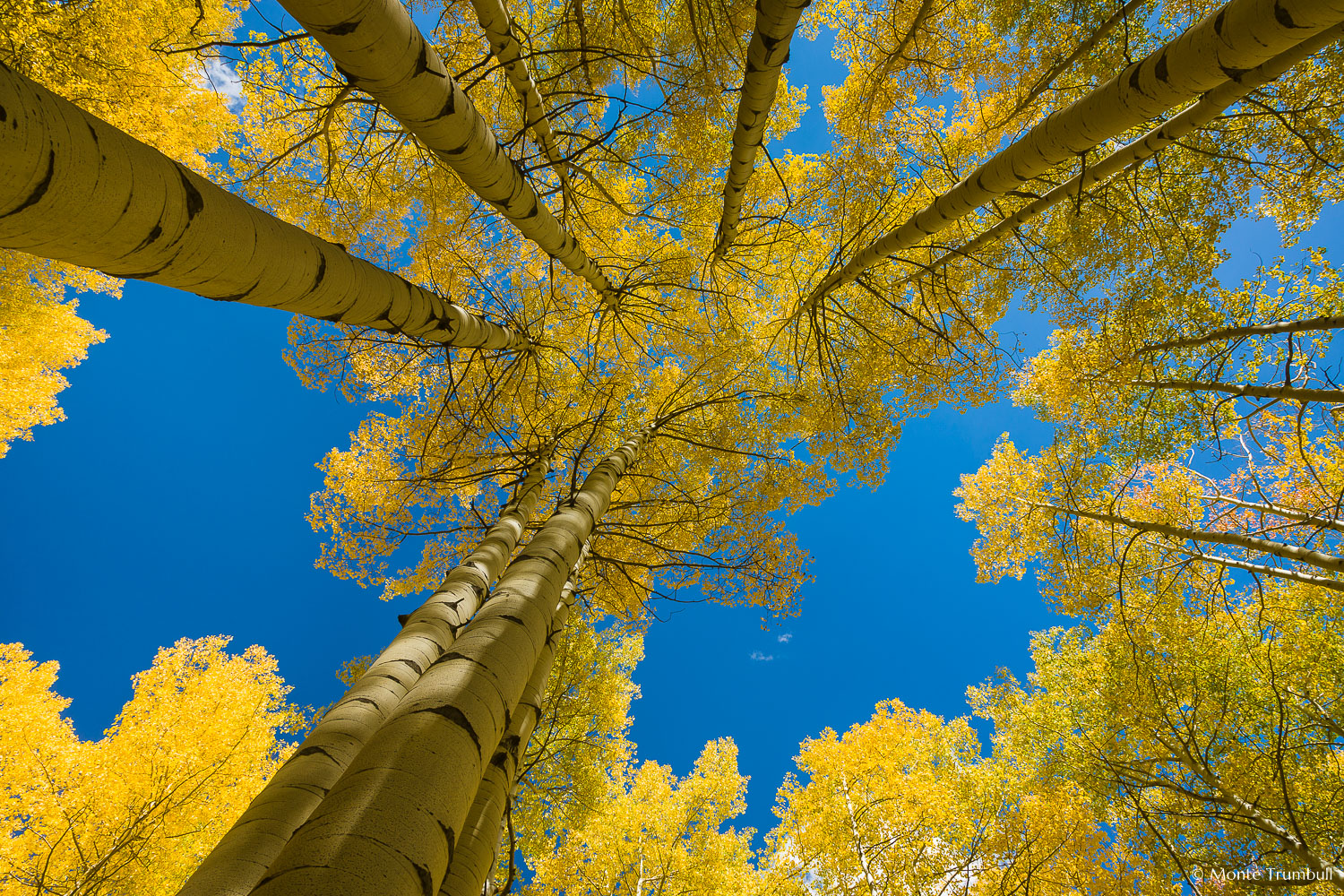 MT-20080930-134259-0085-Colorado-Crested-Butte-golden-aspen-trees-blue-sky.jpg
