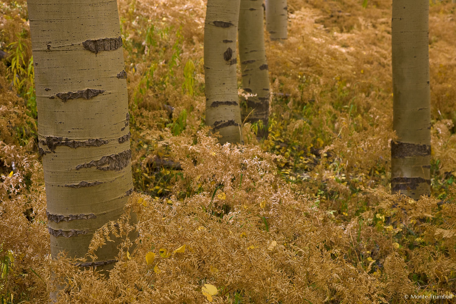 MT-20080930-135622-0086-Edit-Colorado-aspen-trunks-golden-ferns.jpg