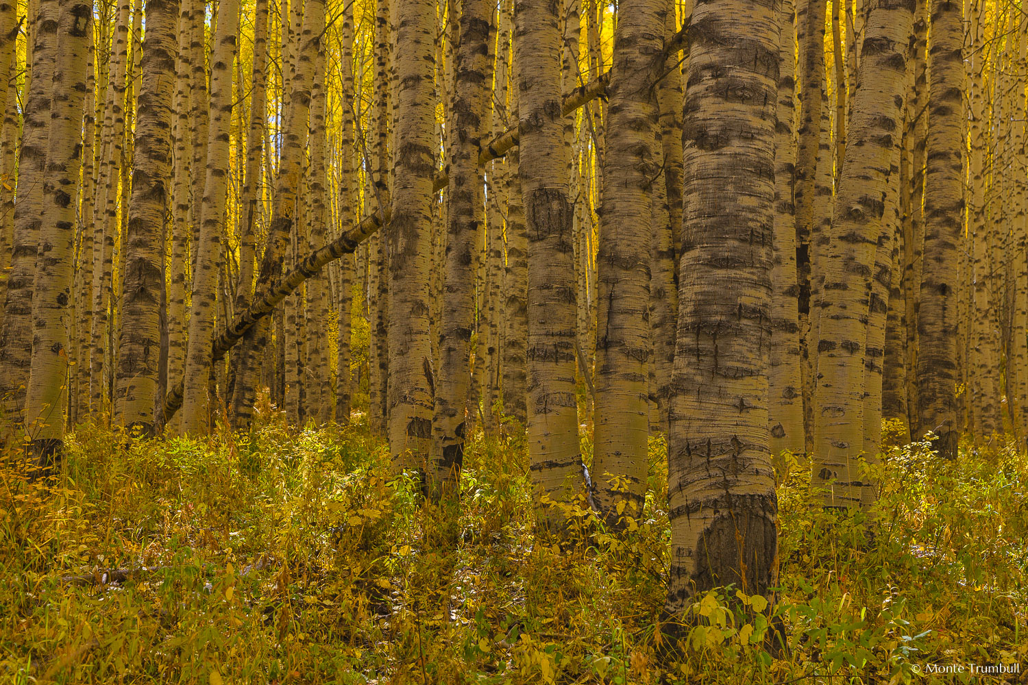 MT-20080930-142521-0090-Colorado-aspen-trunks-fall-color.jpg