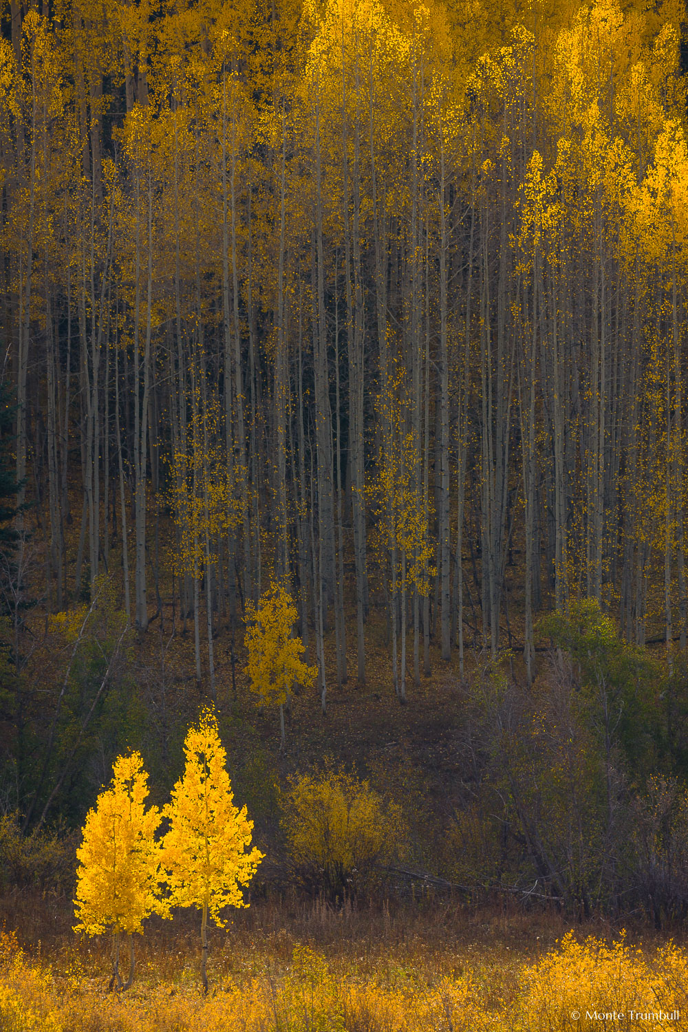 MT-20081001-170344-0124-Colorado-golden-aspens.jpg