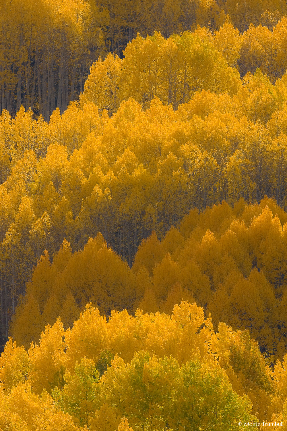 MT-20081001-170606-0126-Edit-Colorado-golden-aspens.jpg