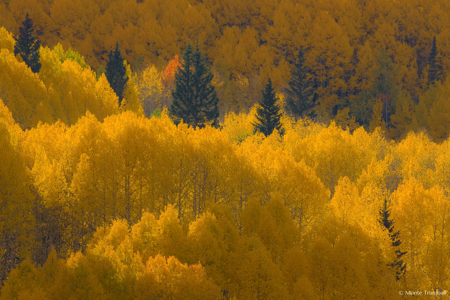 MT-20081001-171725-0136-Edit-Colorado-golden-aspens.jpg