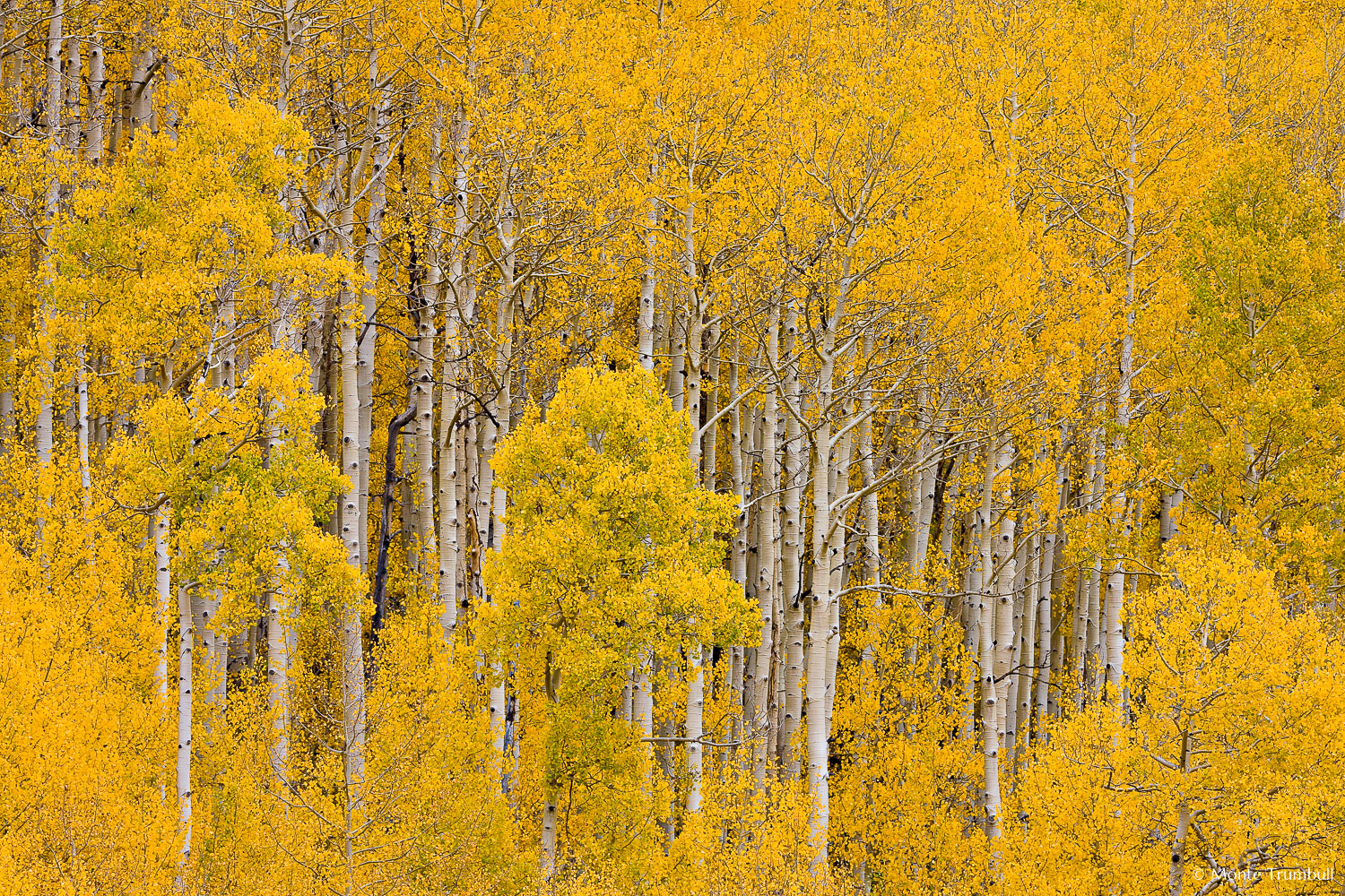 MT-20081006-152348-0133-Edit-Colorado-golden-aspens-white-trunks.jpg