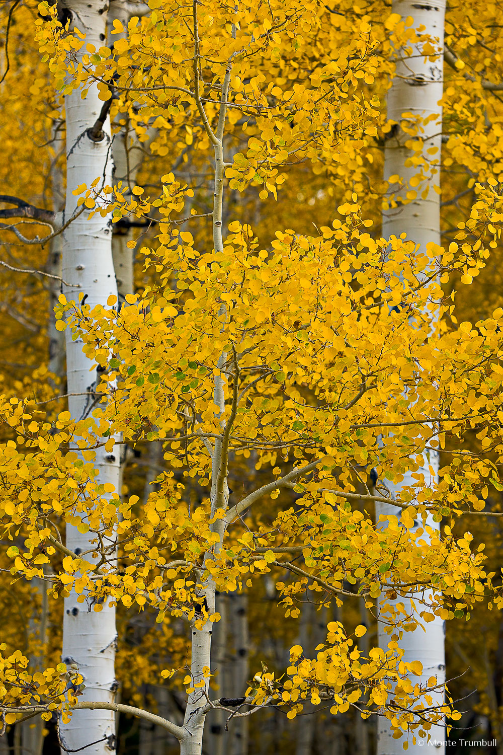 MT-20081010-160827-0094-Edit-Colorado-golden-aspen-leaves-trunks.jpg