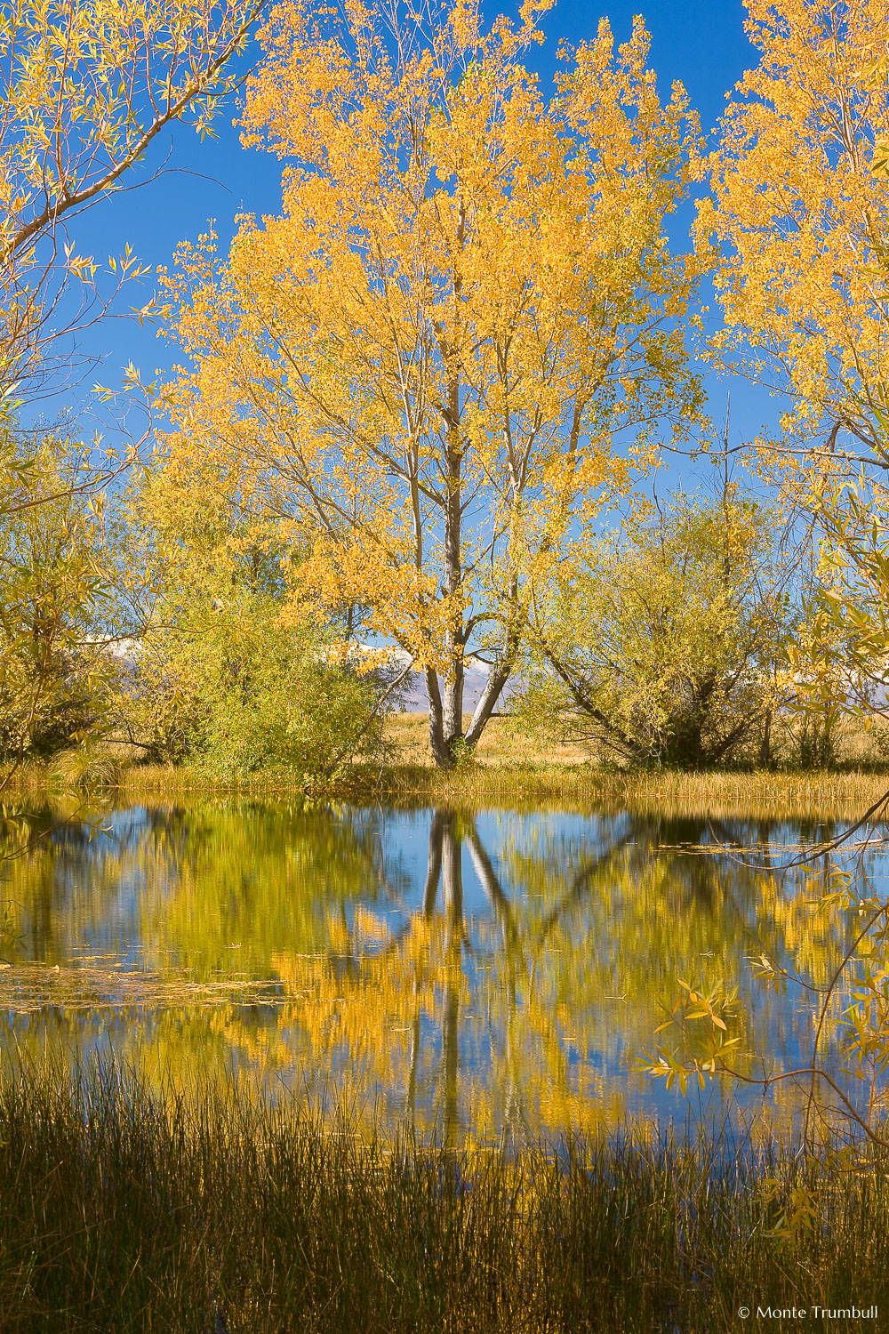 MT-20090410-111334-0038-New-Zealand-South-Island-Twizel-golden-tree.jpg