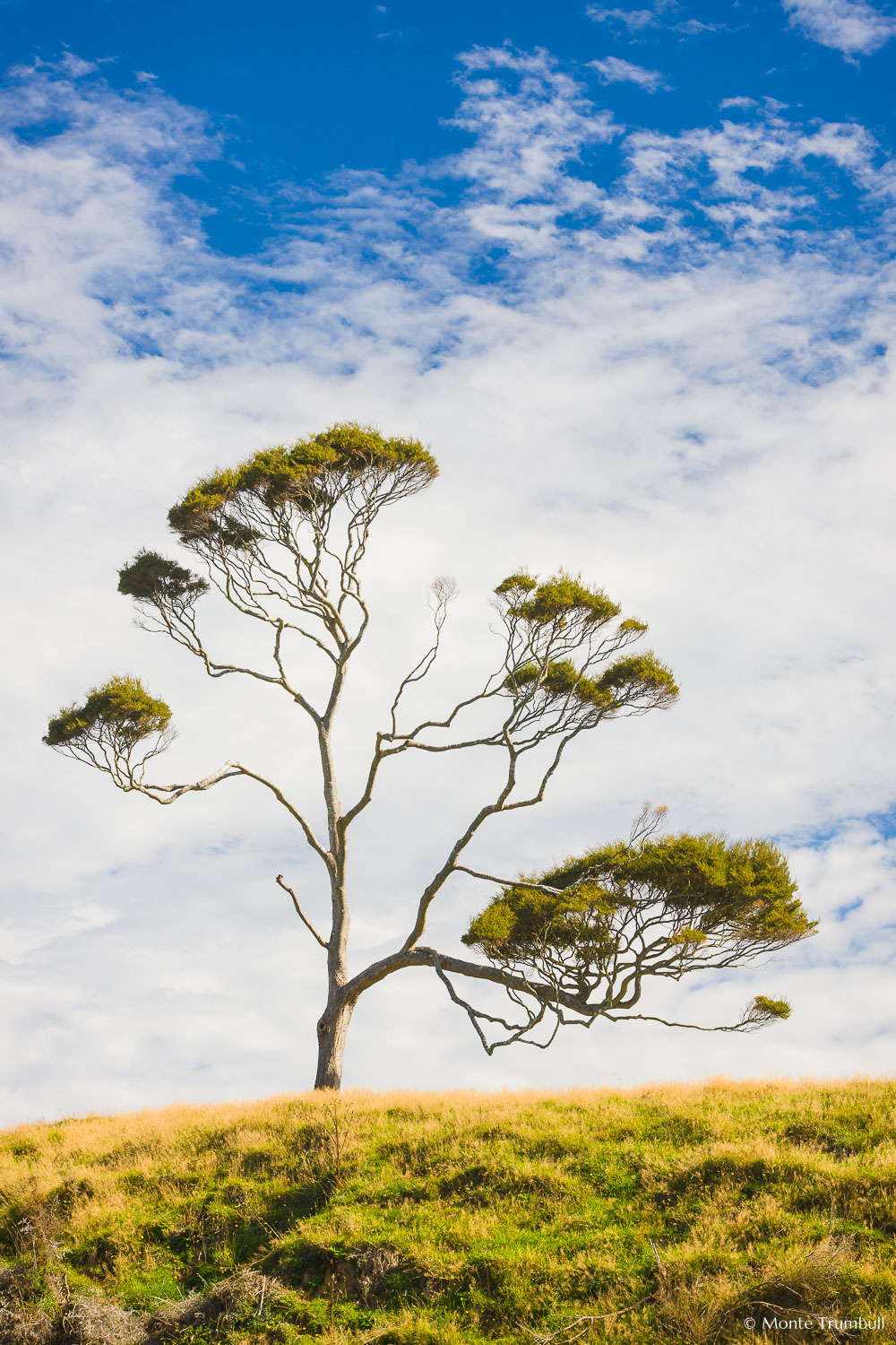 MT-20090413-125257-0112-New-Zealand-South-Island-beech-tree.jpg