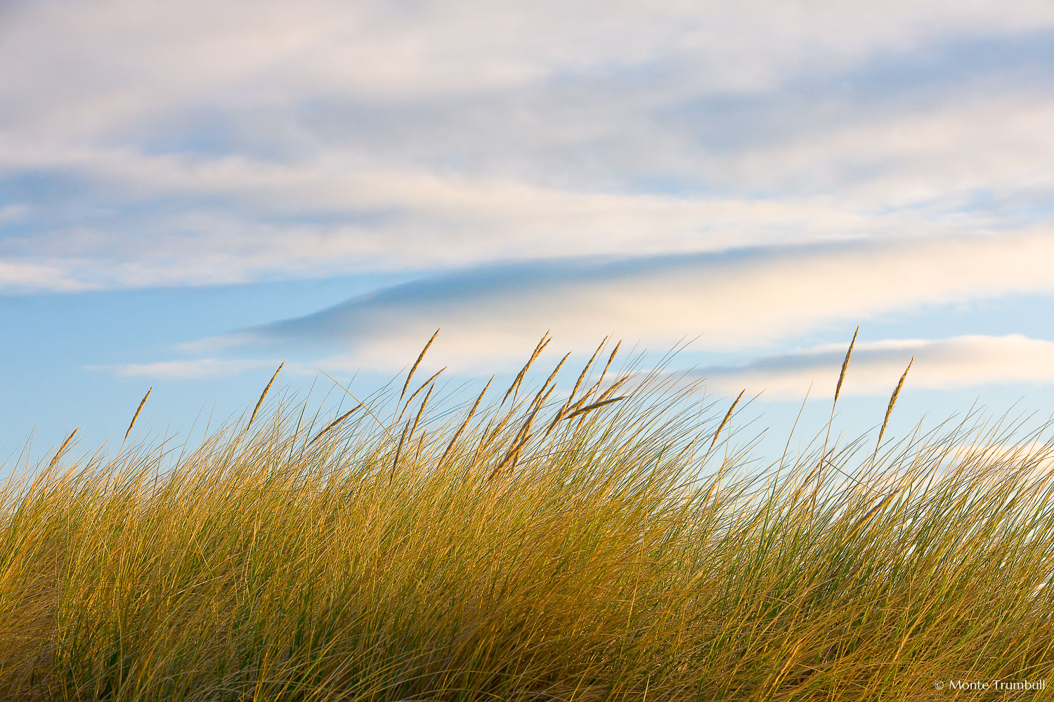 MT-20090414-075622-0039-Edit-New-Zealand-South-Island-Taramea-Bay-grasses.jpg