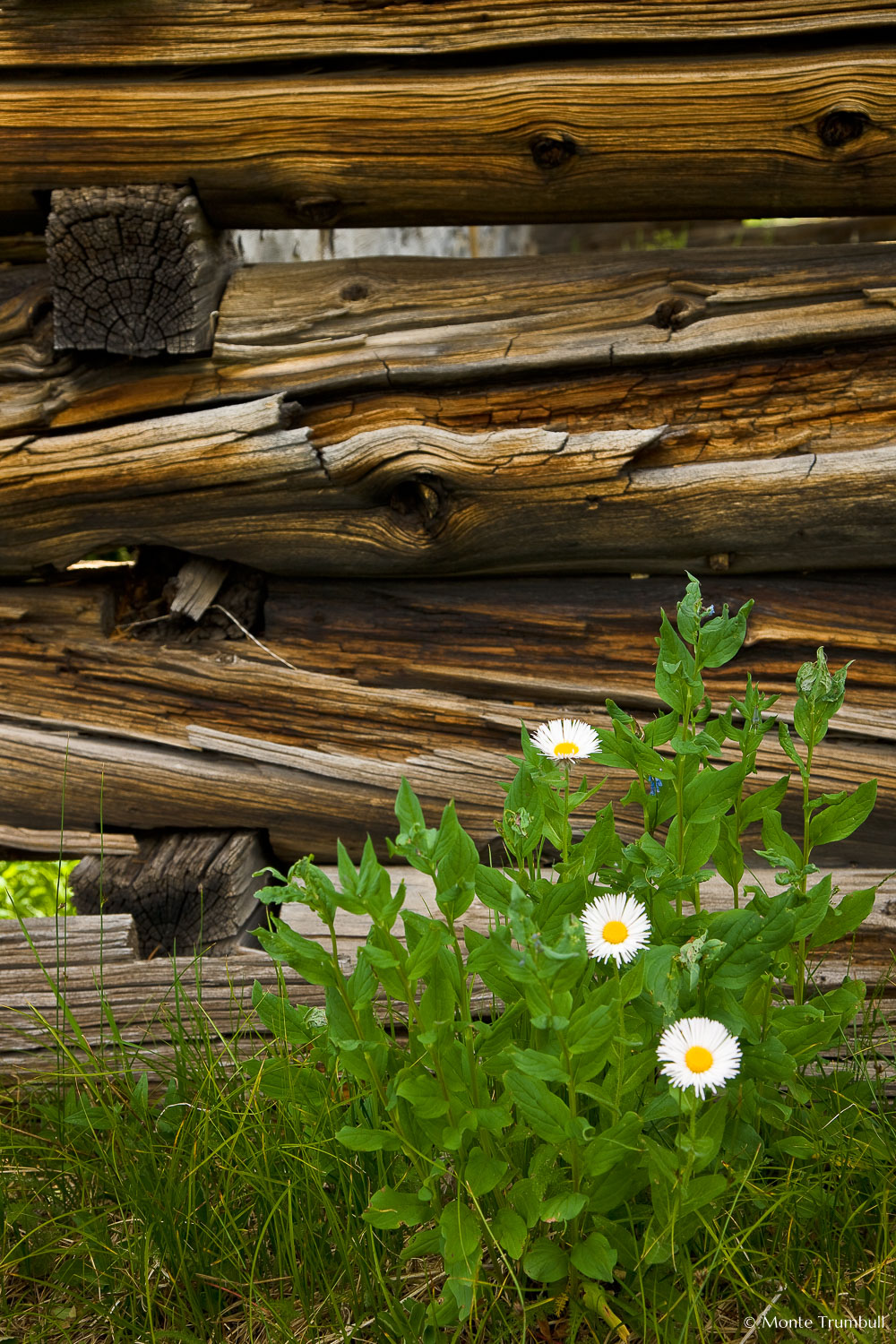 MT-20090725-172125-0020-Colorado-log-cabin-wildflowers.jpg