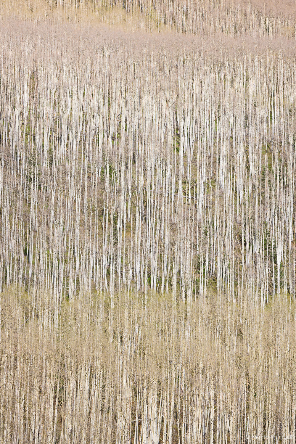 MT-20100602-173314-0023-Colorado-aspen-trees-spring.jpg