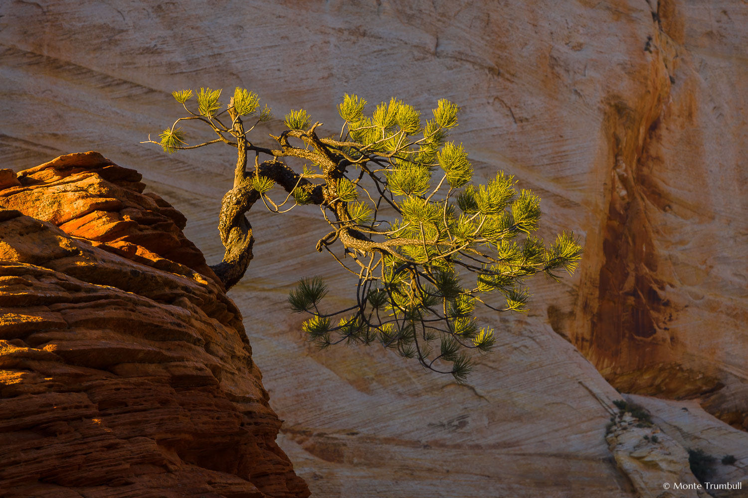 MT-20101101-180051-Utah-Zion-National-Park-twisted-pine-Zion-Plateau.jpg