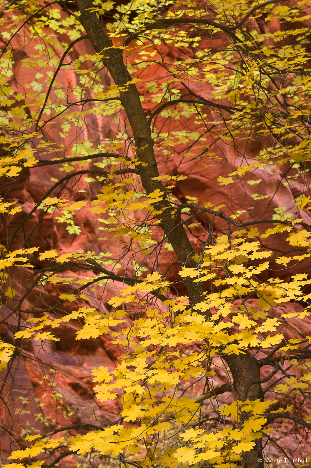 MT-20101107-123435-Utah-Spring-Creek-Canyon-fall-color-red-rock.jpg