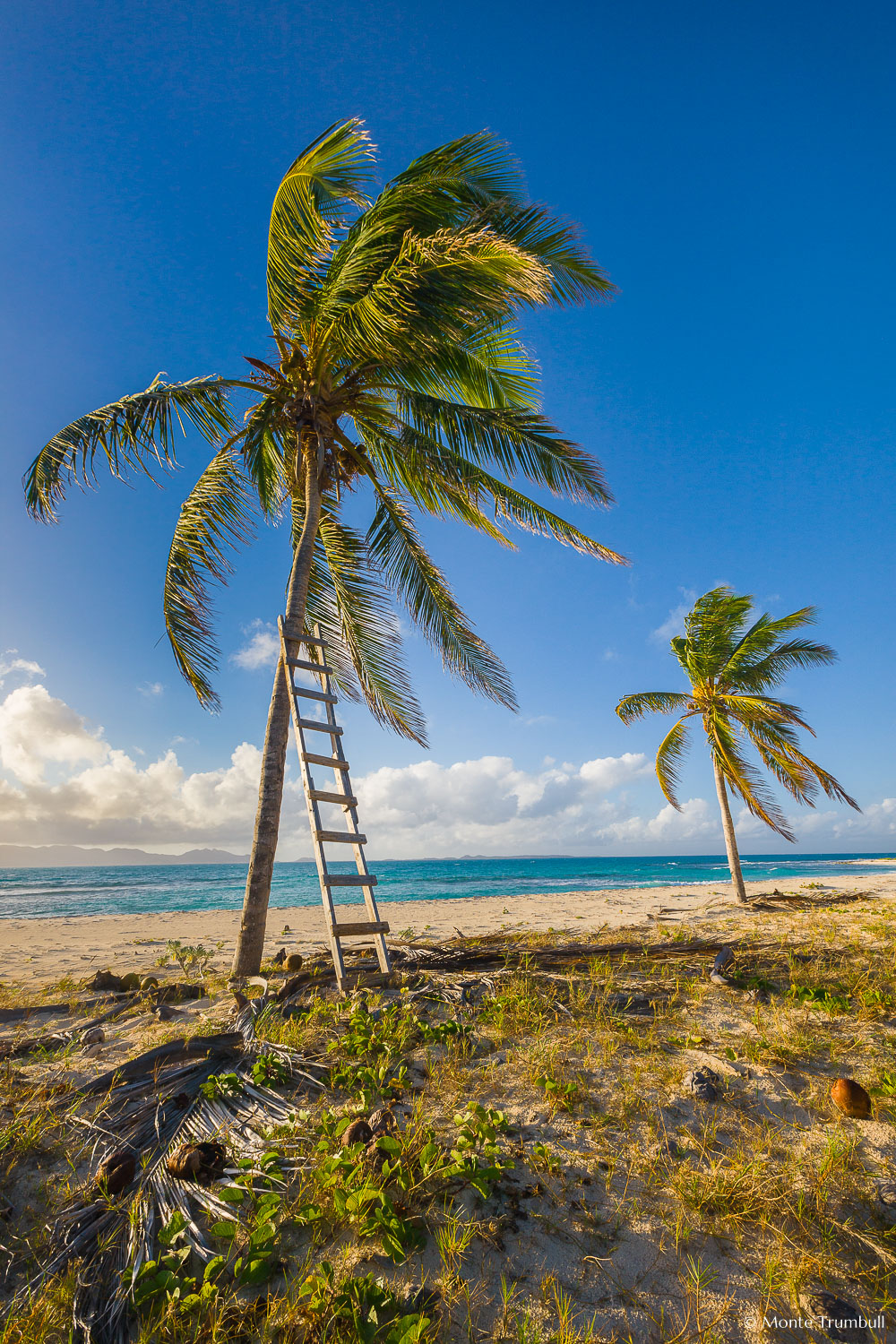 MT-20110212-073556-0107-Anguilla-palm-trees-ladder.jpg