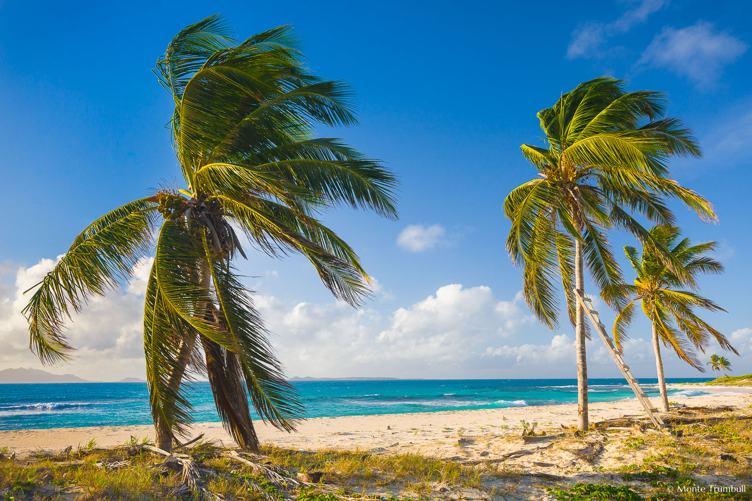 MT-20110212-074056-0108-Anguilla-palm-trees-on-beach.jpg