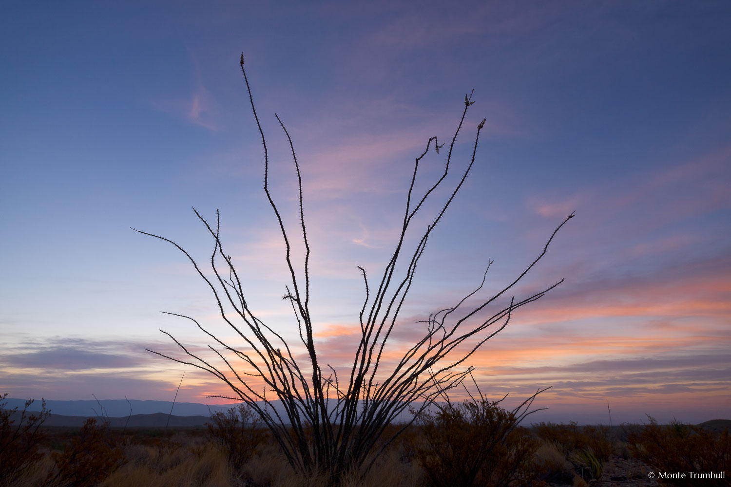 MT-20110320-055136-Texas-Big-Bend-National-Park-ocotillo-silhouette-sunrise.jpg