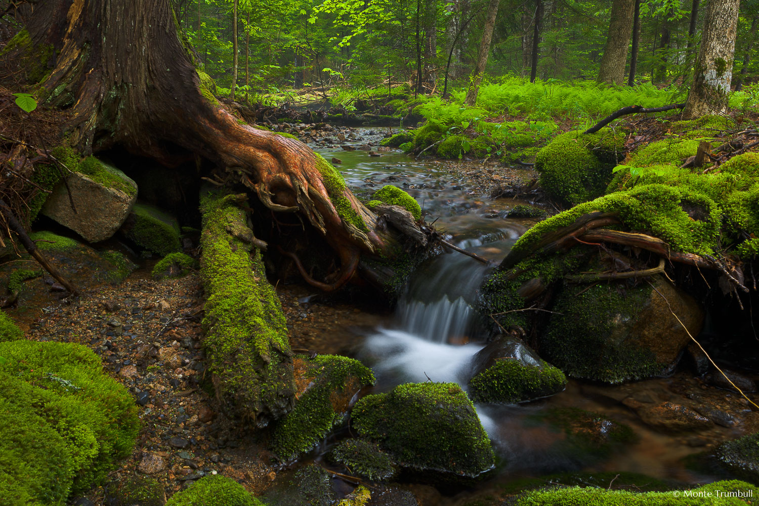 MT-20110609-080839-0007-Maine-Acadia-National-Park-stream-woods.jpg