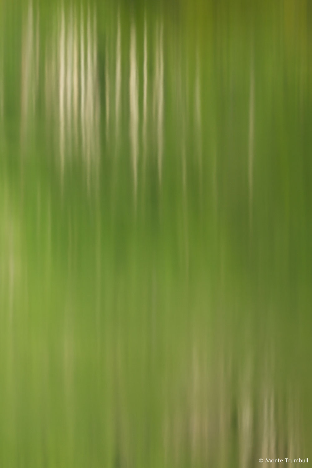 MT-20110815-091558-0091-Colorado-Aspen-Maroon-Lake-reflection-aspen.jpg