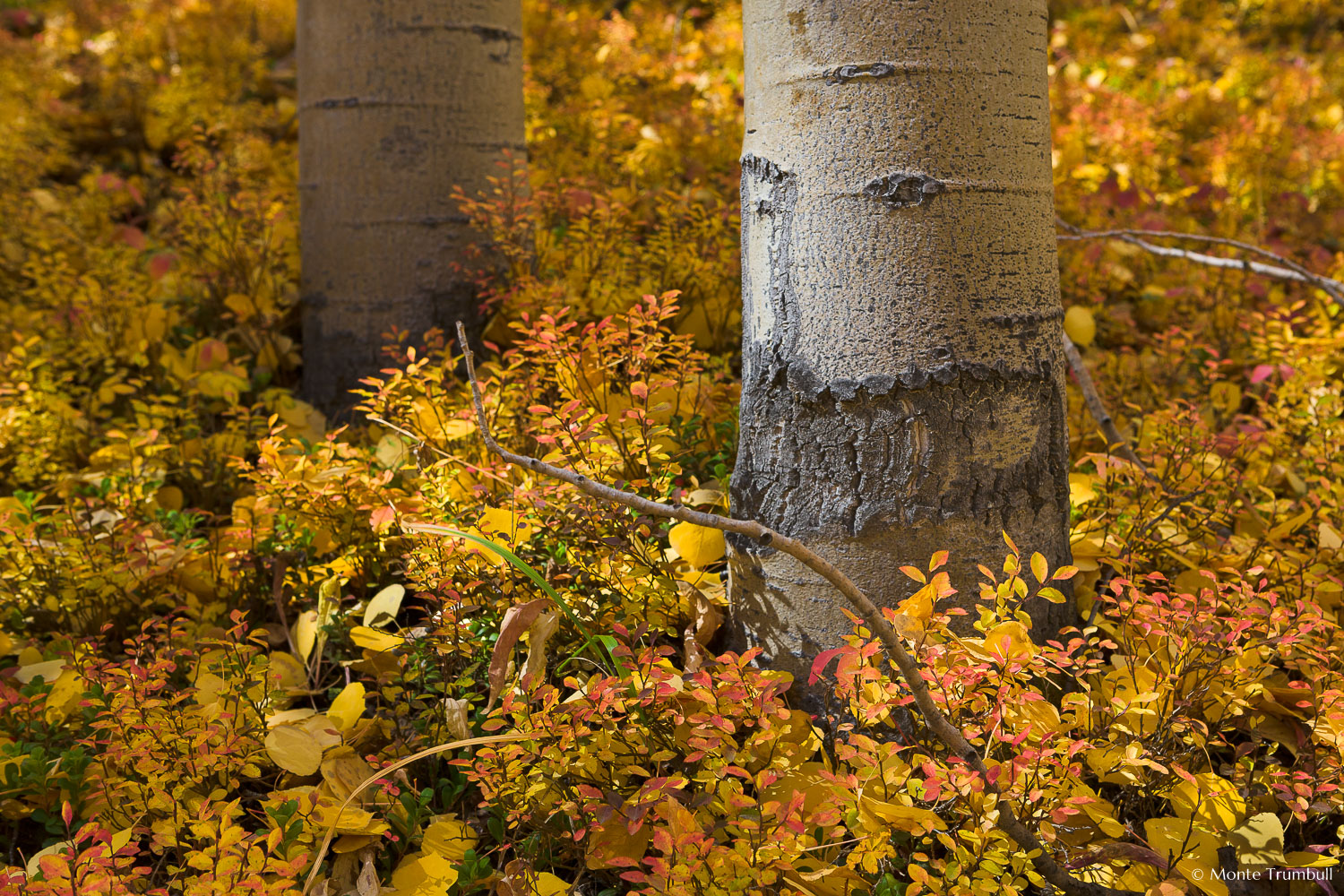 MT-20110929-105302-0017-Colorado-Buena-Vista-aspen-trunks-golden-leaves-.jpg