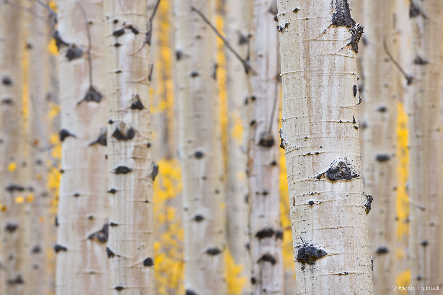 MT-20110929-164039-0039-Colorado-Buena-Vista-aspen-trunks-fall-color.jpg