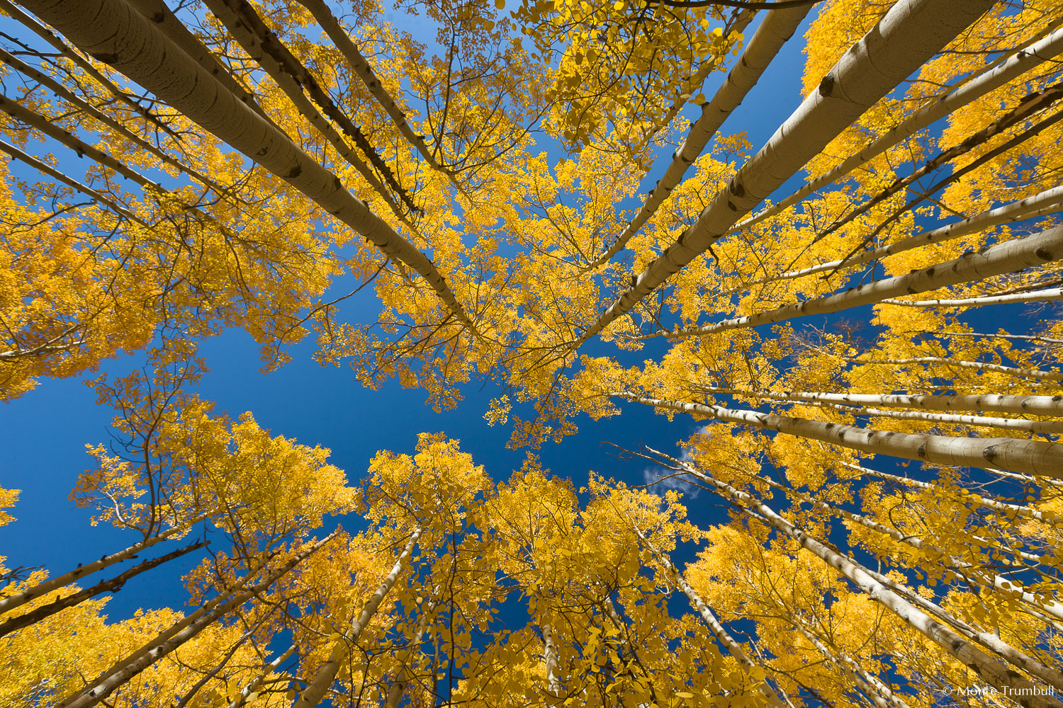 MT-20111002-093524-0007-Colorado-Buena-Vista-golden-aspen-trees-blue-sky.jpg