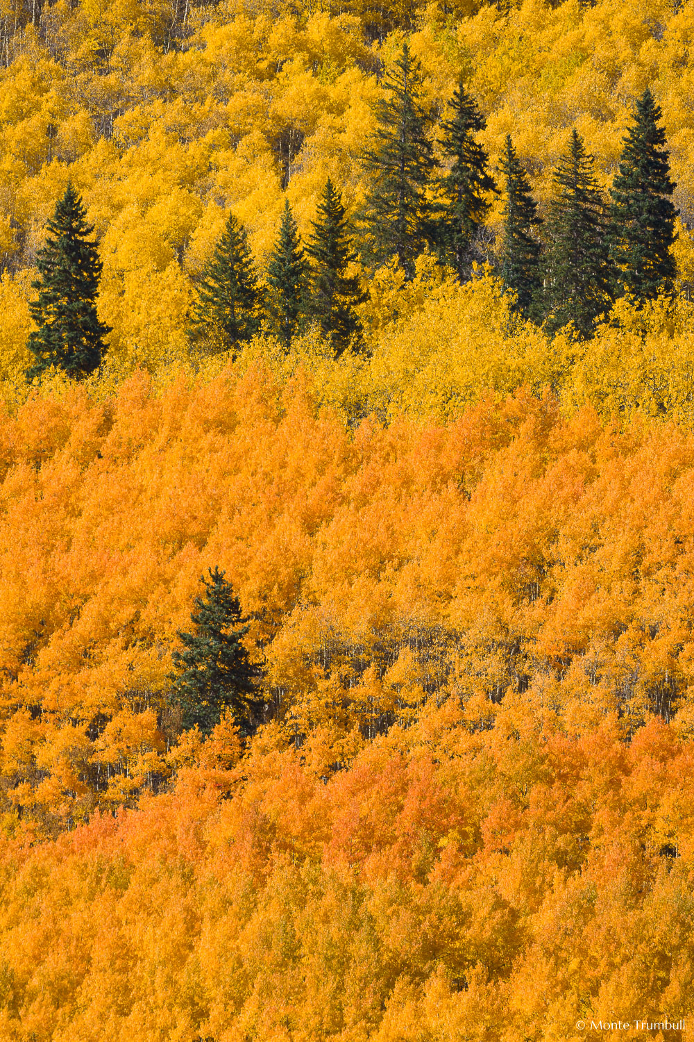 MT-20111003-144344-0035-Colorado-golden-orange-aspens.jpg