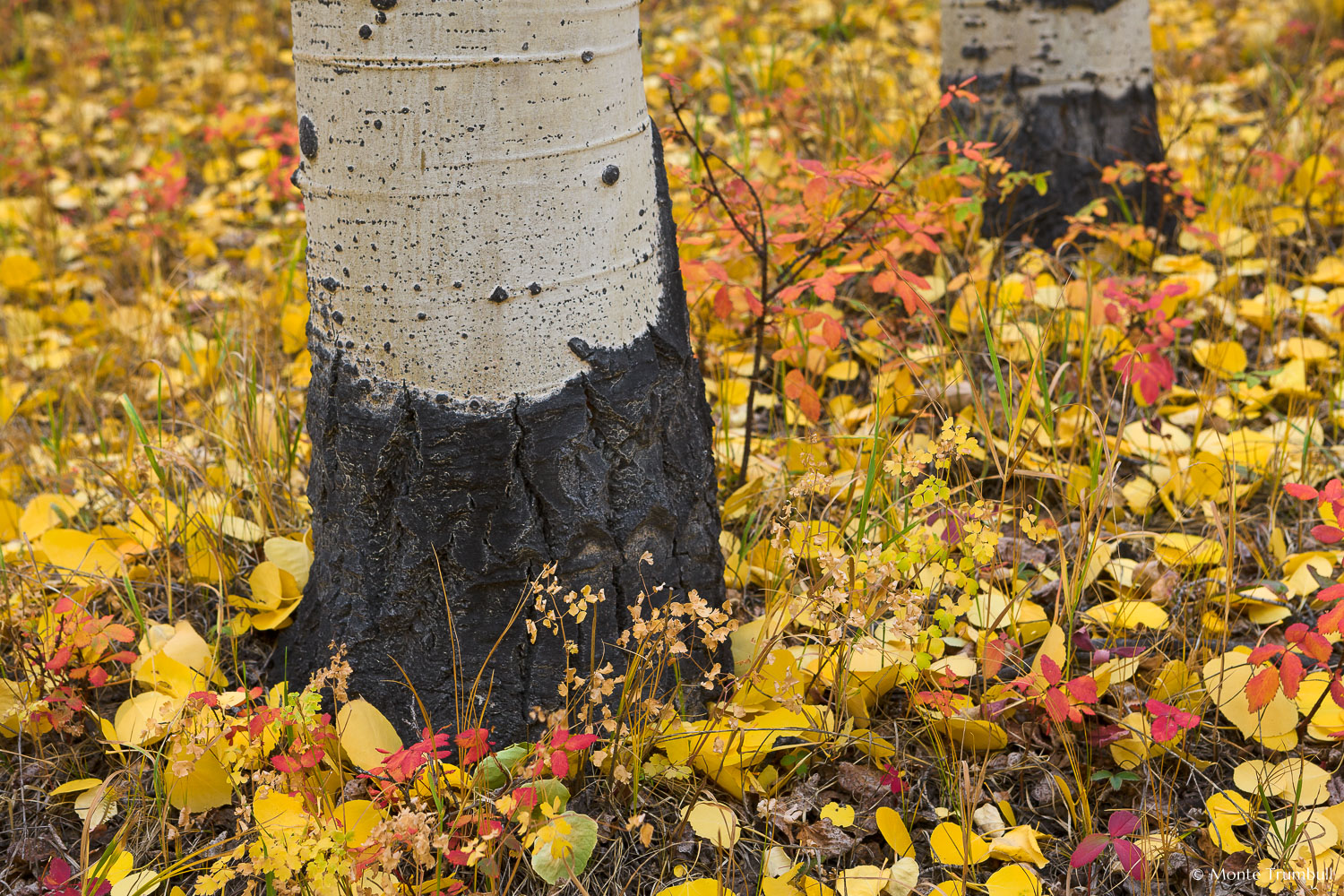 MT-20111004-144540-0067-Colorado-Buena-Vista-aspen-trunks-golden-leaves.jpg