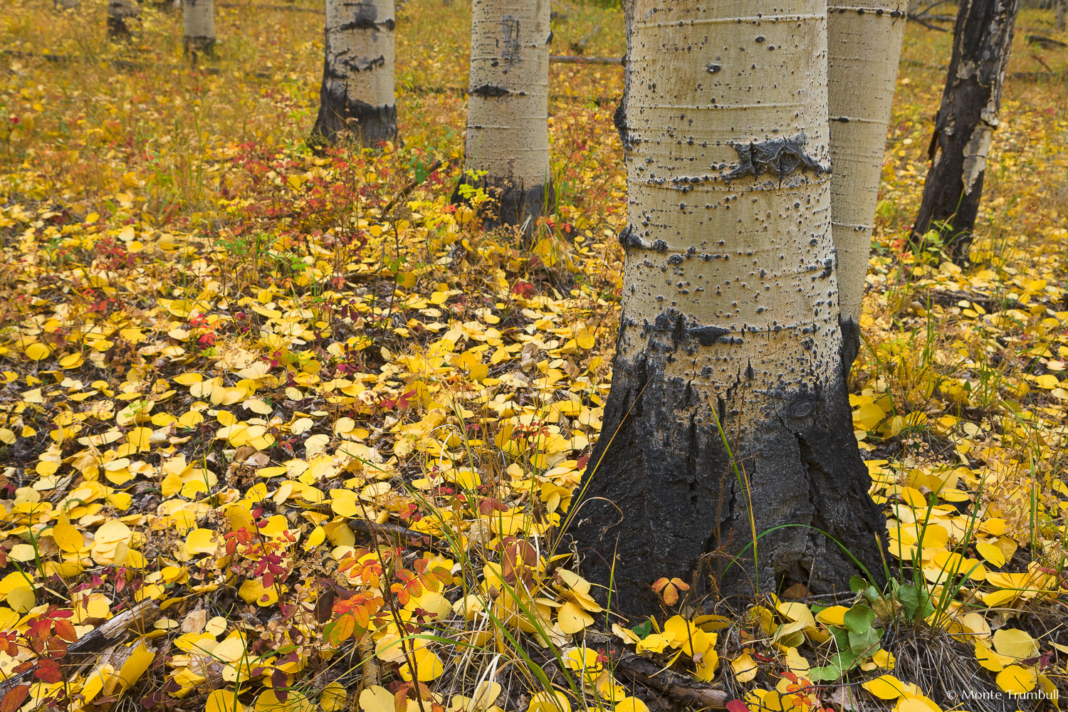 MT-20111004-145309-0070-Colorado-Buena-Vista-aspen-trunks-golden-leaves.jpg