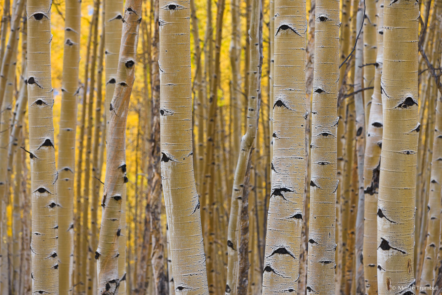 MT-20111004-154006-0075-Colorado-Buena-Vista-aspen-trunks-fall-color.jpg