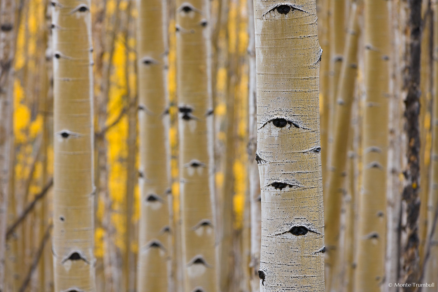 MT-20111004-154622-0081-Colorado-Buena-Vista-aspen-trunks-fall-color.jpg