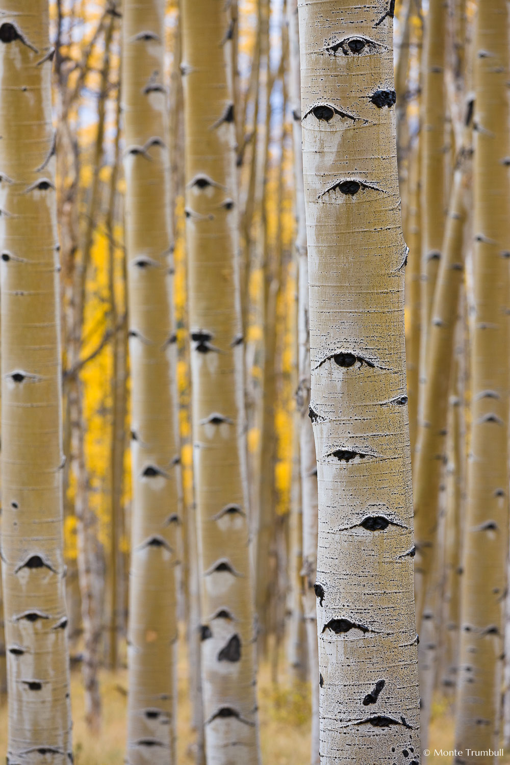 MT-20111004-154823-0082-Colorado-Buena-Vista-aspen-trunks-fall-color.jpg