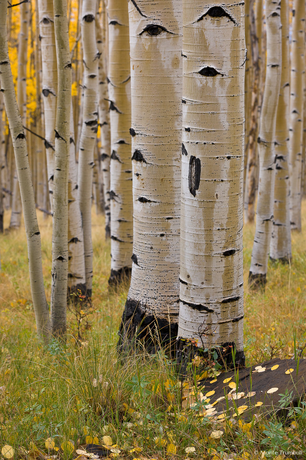 MT-20111004-155127-0084-Colorado-Buena-Vista-aspen-trunks-fall-color.jpg