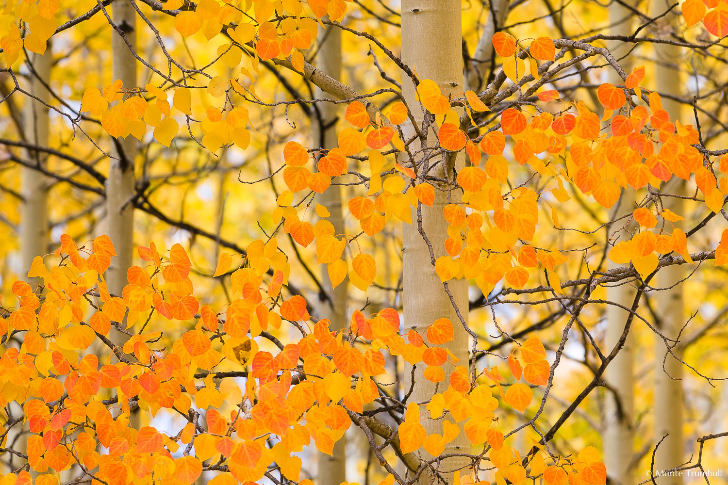 MT-20111005-093111-0065-Colorado-Buena-Vista-golden-orange-aspen-trees-leaves.jpg