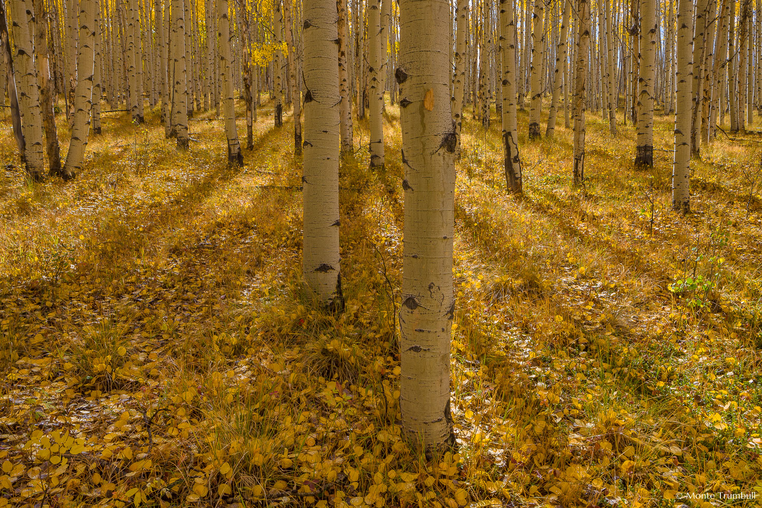 MT-20111005-103932-0083-Colorado-Aspen-Ridge-golden-aspen-grove.jpg