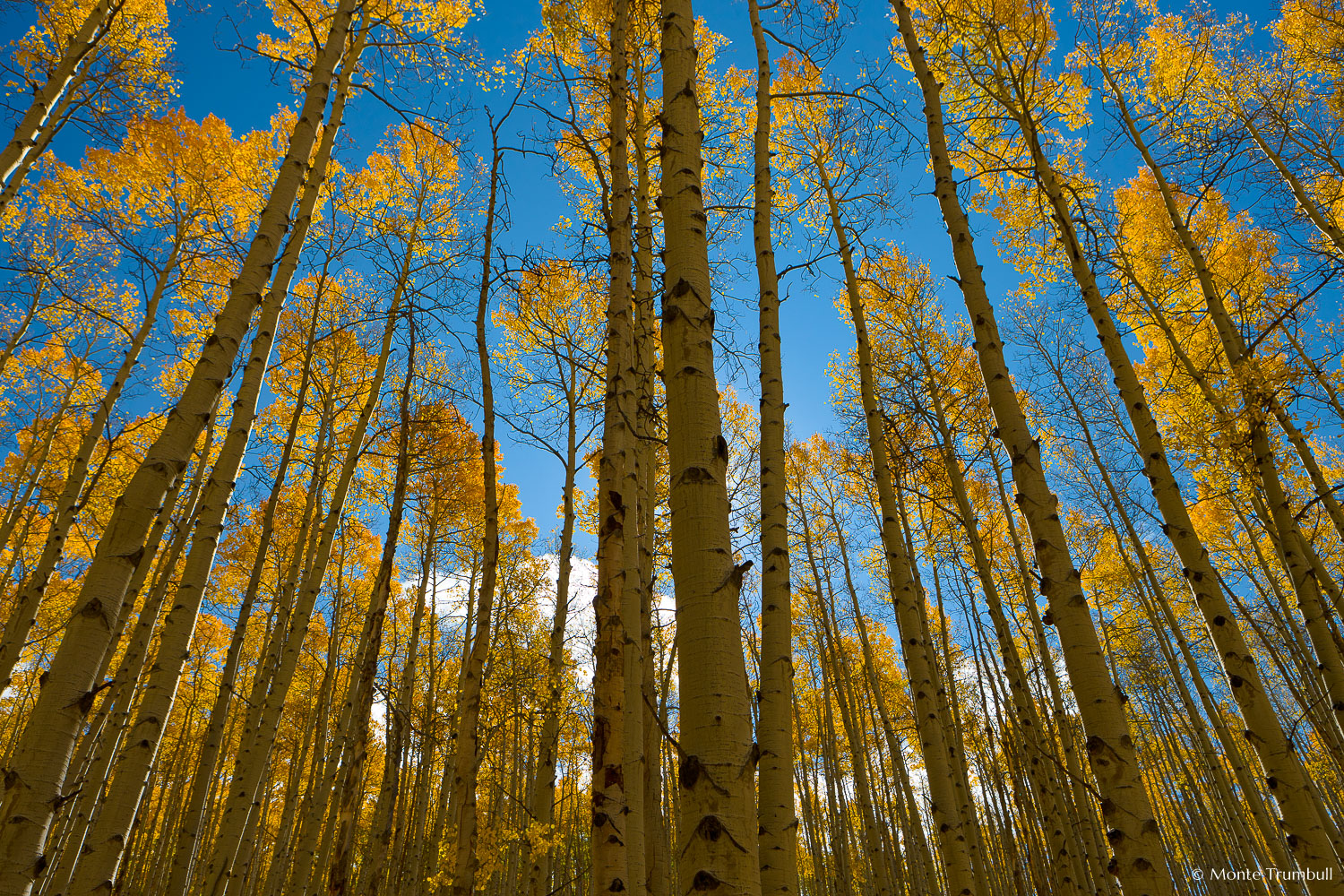 MT-20111005-104233-0001-Colorado-Buena-Vista-golden-aspen-trees-blue-sky.jpg