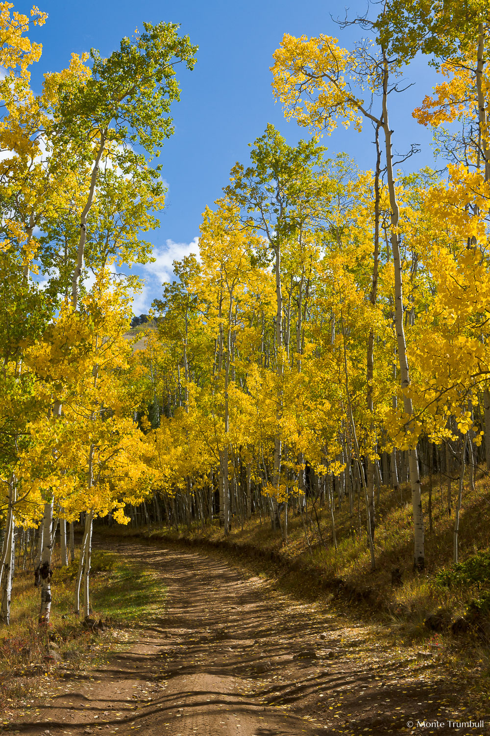 MT-20111005-105816-0088-Colorado-Buena-Vista-golden-aspen-trees-blue-sky-road.jpg
