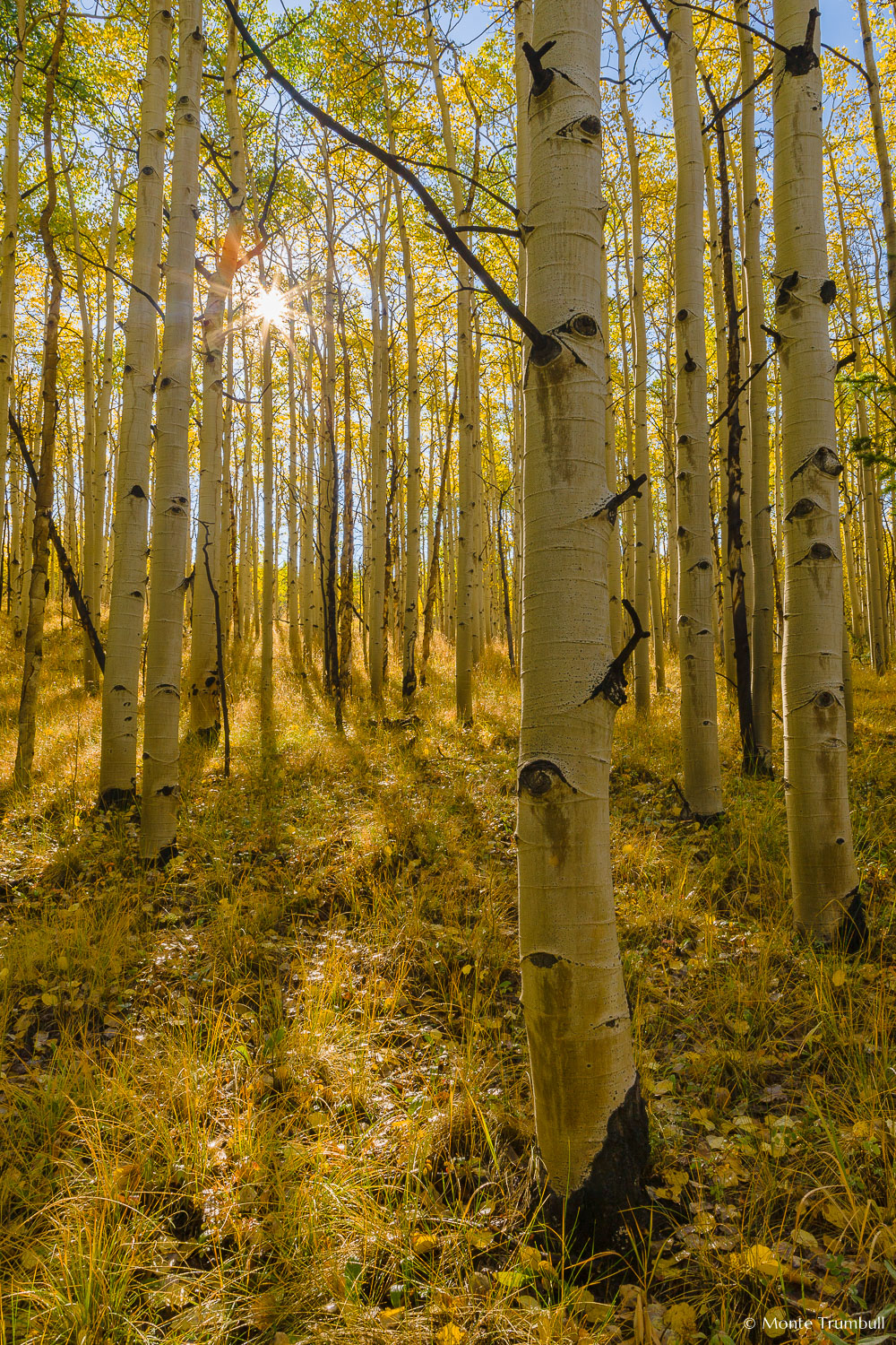 MT-20120913-092039-0001-Colorado-golden-aspens-sunburst.jpg