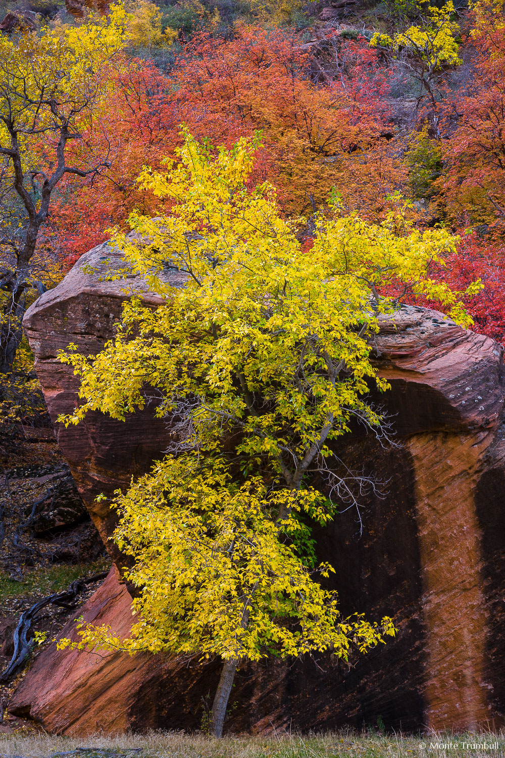 MT-20121104-170528-0026-Utah-Zion-National-Park-golden-maple-red-rock.jpg