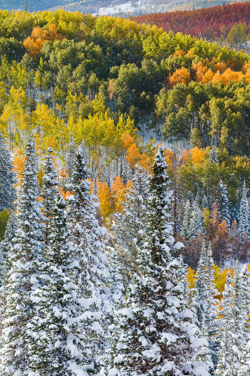 MT-20131005-165000-0266-Routt-National-Forest-snow-fall-color-aspen.jpg