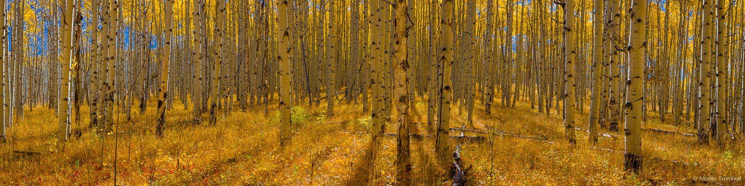 MT-20150924-103711-0020-Pano-Colorado-autumn-aspen-golden.jpg